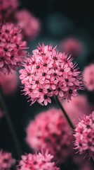 Poster - Cluster of delicate pink flowers is blooming in a garden, with a shallow depth of field blurring the background and creating a dreamy effect