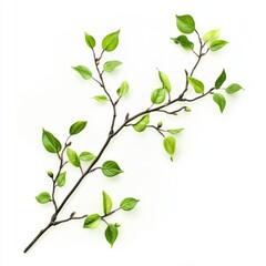 light green decorative ornament of a twig with leaves