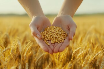 Hands holding golden grains in sunny wheat field, agriculture concept 