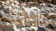 © Bussakon - Malnourished Goat Struggling to Survive on Barren Rocky Terrain