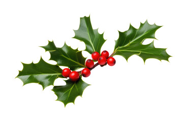 Wall Mural - twig of christmas holly isolated on white or transparent png