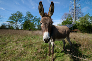 A brown donkey with tall ears standing in a green field. The blurred background enhances the focus on the donkey's face and expression.