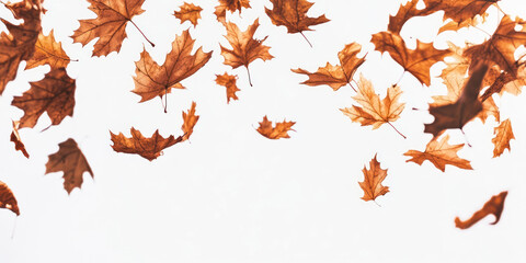 Wall Mural - leaves falling in the air leaf chandelier plant.