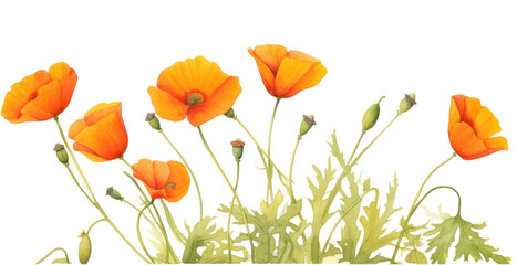 Wall Mural - PNG Flower poppy plant petal.