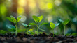 © CHUTKI - Five young green plants in various stages of growth in soil, illuminated by warm sunlight, represent growth and development.