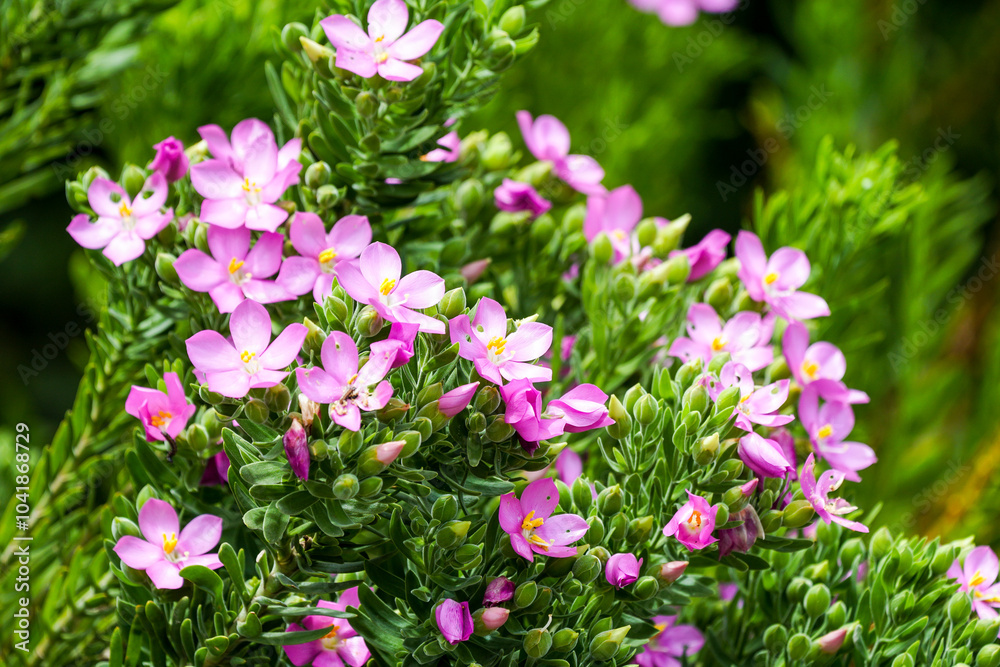 Sticky Flower Tree Sea Rose, sticky flower or Orphium frutescens close up of the pink ...