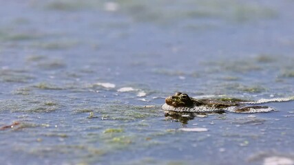 Sticker - Marsh frog (Pelophylax ridibundus) in a lake, 4K video.