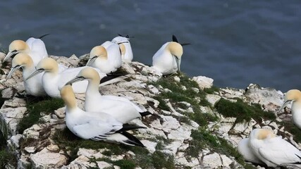 Sticker - Gannet (Morus bassanus) on the edge of a cliff.