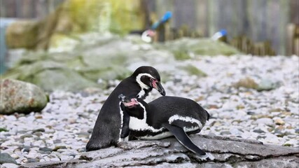 Sticker - Humboldt Penguin (Spheniscus humboldti) 4K Video