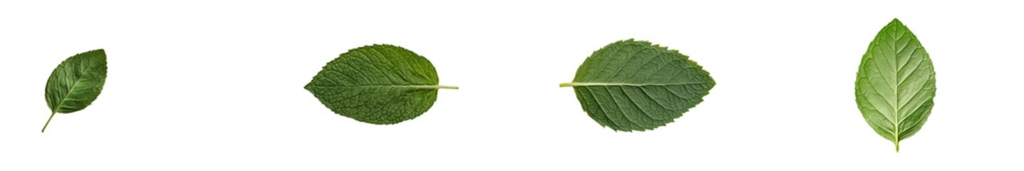 Poster - Transparent background with mint leaves
