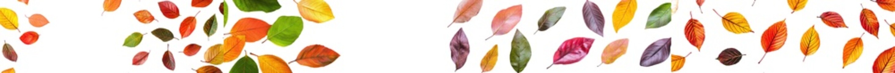 Poster - The banner shows autumn leaves in yellow, green, brown, red and orange on a white background. A warm color template with copy space.