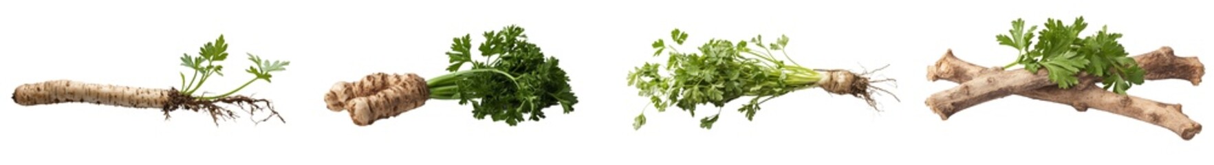 Poster - Root of parsley isolated on white. Sharp image of the root.