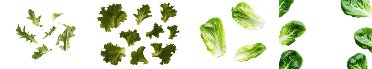 Poster - Transparent background of green butterhead lettuce.