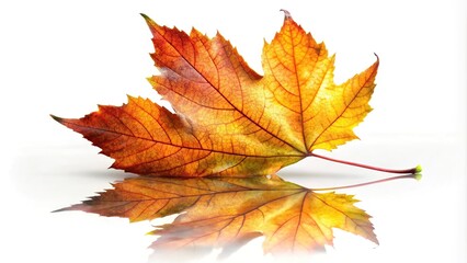 Wall Mural - Autumn leaves reflected on white background