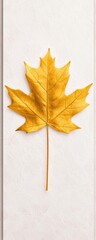 Wall Mural - Yellow maple leaf on a white isolated background.