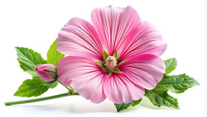 Wall Mural - Long shot of pink mallow flower isolated on white background