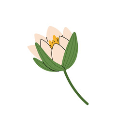 Half-closed waterlily bud. Delicate flower with cream coloured petals. Water plant, pond. Flat illustration on white background.