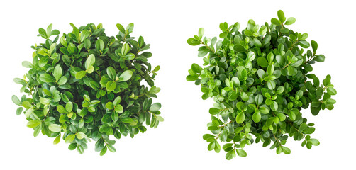 Poster - Small bush with green leaves in a top view isolated on a white or transparent background, Cut out PNG