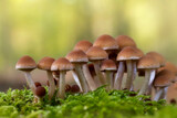 Fototapeta Koty - Group of mushrooms in the forest