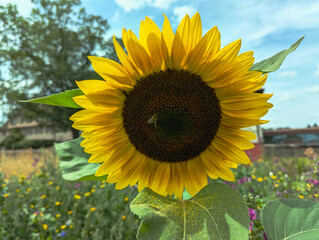 Wall Mural - Sonnenblume, Blüte, Sonne, Blume, Sommer