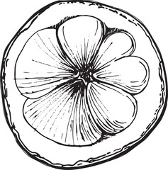 Whole mangosteen fruit. Juicy sour, sweet fruit drawn by hand in graphic technique, vector format translated, in black and white shades. For tea and juice packaging design, for cafe menus, printing