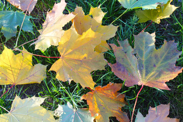 autumn maple leaves on green grass