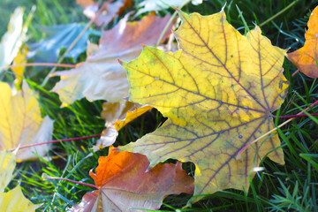 autumn maple leaves on green grass