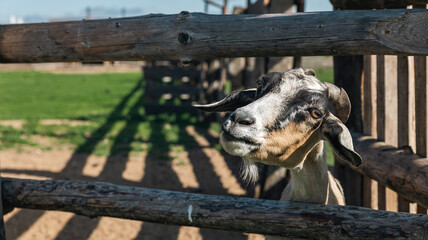 Curious goat peers through the fence, its inquisitive eyes and playful expression capturing the charm and mischief of farm life. Goat peer through a wooden fence. Livestock care.