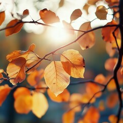 Golden autumn leaves illuminated by morning sunshine