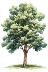 Wall Mural - Lush green tree standing tall in a serene outdoor setting