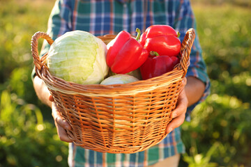 Wall Mural - Harvesting season. Farmer with wicker basket of fresh vegetables in field on sunny day, closeup