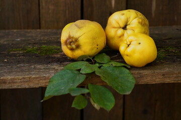 Beautiful background with yellow quince; Cydonia Oblonga