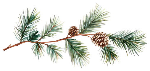 png pine branch illustration watercolor plant.