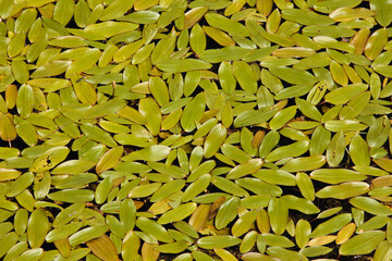 overhead view of floating pondweed in small northern wisconsin lake of little john junior lake near 