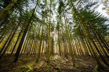 Wall Mural - experience the majestic forest where sunlight delicately filters through tall trees above and below