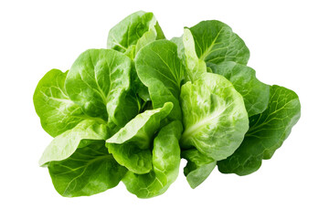 Poster - Fresh, vibrant green lettuce leaves,Isolated on transparent background