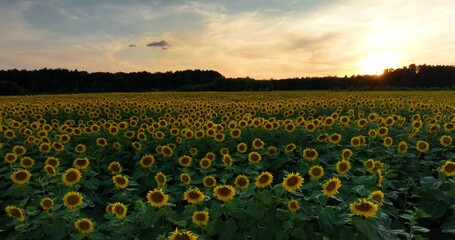 Wall Mural - sunset over the sunflowers field - aerial view