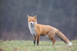 Lis rudy, lis pospolity (Vulpes vulpes)