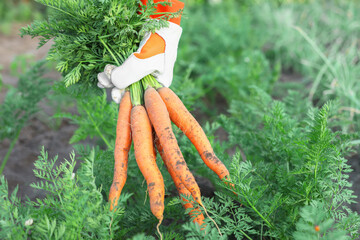 Farmer in gloves holding bunch of fresh carrots in garden, closeup