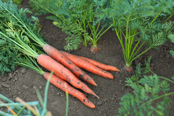 Wall Mural - Pile of fresh carrots among other ones on soil in garden, closeup