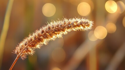 Canvas Print - Macro wallpaper of fuzzy plant stem with soft lighting and blurred earthy background