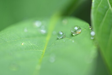 water drops on the nature leaf wet plant dew rain saber the plants