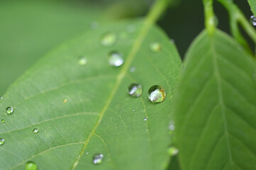 water drops on the nature leaf wet plant dew rain saber the plants