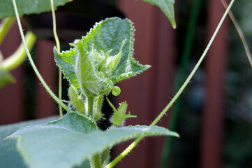 A Cucumbers Beginnings 