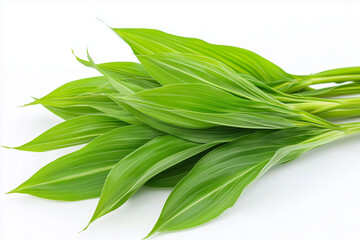 green leafes on white