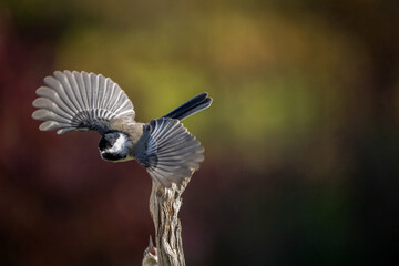 Wall Mural - Chickadee in flight