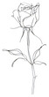 © Rawpixel.com - PNG Hand drawn of rose drawing minimalist sketch.