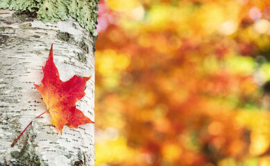 Wall Mural - Colorful and bright autumn maple tree leaf against birch tree bark. Autumn foliage bokeh background.