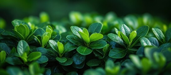 Wall Mural - Lush green leaves close-up with a soft blurred background.