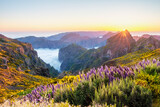 View from Pico do Arieiro of mountains over clouds with Pride of Madeira flowers and blooming Cytisus shrubs on sunset with sunburst. Madeira island, Portugal